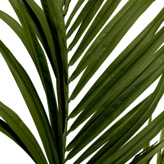 Sztuczna roślina Kentia Palm Eichholtz
