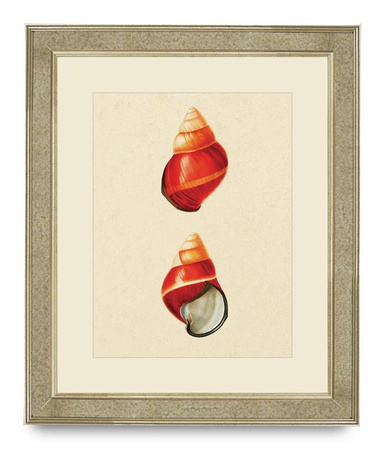 GRAFIKA MUSZLE - 50 X 60 CM - BROOKSPACE LASCELLES - MY HONEY HOME