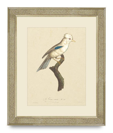 GRAFIKA PTAK TROPIKALNY - 50 X 60CM - BROOKSPACE LASCELLES - MY HONEY HOME