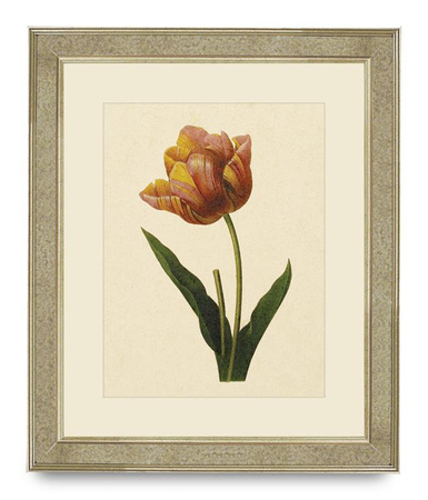 GRAFIKA TULIPAN - 50 X 60CM - BROOKSPACE LASCELLES - MY HONEY HOME