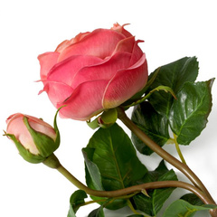 Bukiet róż real touch 72 szt/3 odmiany Eichholtz