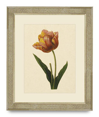 GRAFIKA TULIPAN - 50 X 60CM - BROOKSPACE LASCELLES - MY HONEY HOME