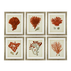 Grafika Antique red corais zestaw 6 szt. Eichholtz - My Honey Home