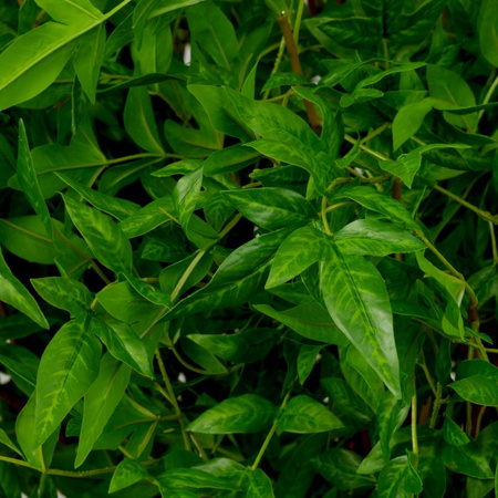 Wiązka delikatnych liści 36 szt. Eichholtz