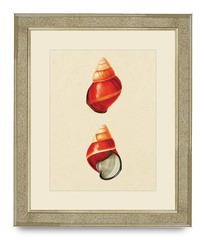 GRAFIKA MUSZLE - 50 X 60 CM - BROOKSPACE LASCELLES - MY HONEY HOME