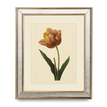 GRAFIKA TULIPAN - 50 X 60CM - BROOKSPACE LASCELLES - MY HONEY HOME
