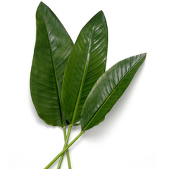 Wiązka liści strelicji 36 szt. Eichholtz