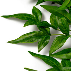 Wiązka delikatnych liści 36 szt. Eichholtz