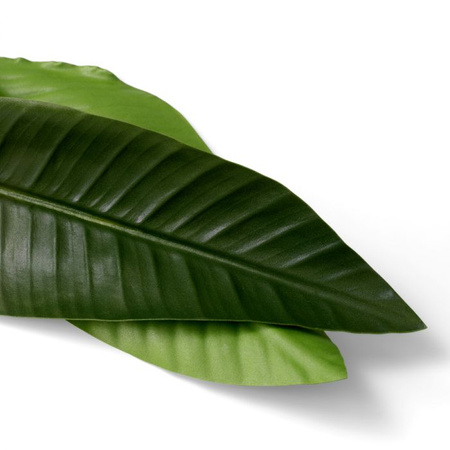 Wiązka liści strelicji 36 szt. Eichholtz