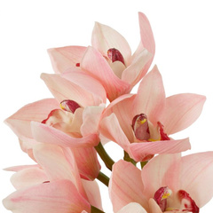 Bukiet storczyków cymbidium real touch 36 szt. Eichholtz